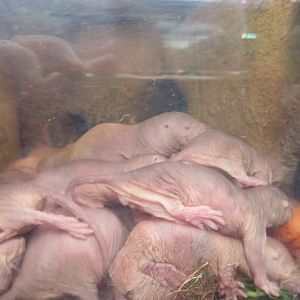 Naked mole rats