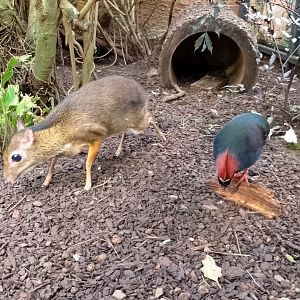 Javan chevrotain and crested partridge