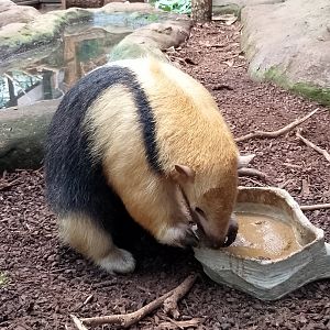 Paraguayan tamandua