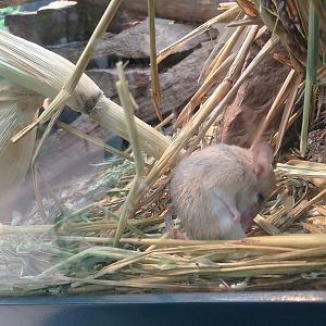 Seurat's spiny mouse