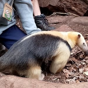Paraguayan tamandua