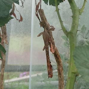 Australian leaf insect