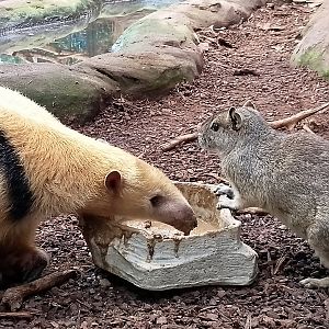 Paraguayan tamandua and rock cavy