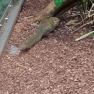 Northern tree shrew