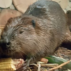 American beaver