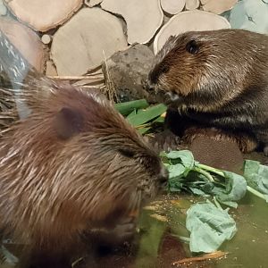 American beavers