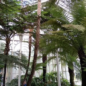 Fern greenhouse