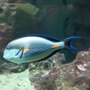 Sohal surgeonfish