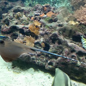 Oriental bluespotted maskray