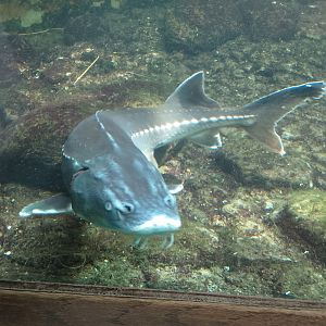 Russian sturgeon