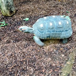 Red-footed tortoise