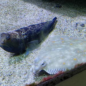 Plaice and greater weever
