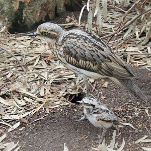 Bush Stone-Curlew (Burhinus grallarius) and chick