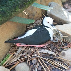 Pied Stilt (Himantopus leucocephalus) with chick