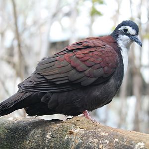 White-breasted Ground Dove (Pampusana jobiensis)