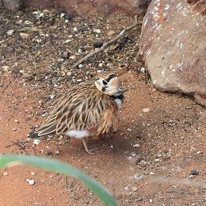 Inland Dotterel (Peltohyas australis)