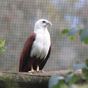 Brahminy Kite (Haliastur indus)