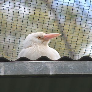 albino Currawong species