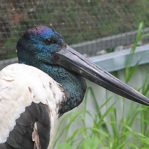 Black-necked Stork (Ephippiorhynchus asiaticus)
