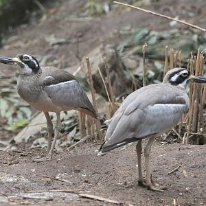 Beach Stone-Curlews (Esacus magnirostris)