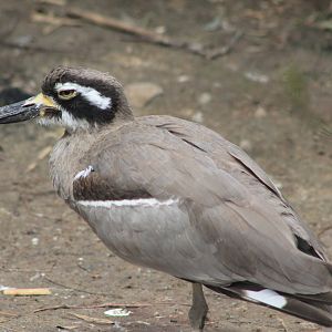 Beach Stone-Curlew (Esacus magnirostris)