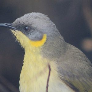 Grey-headed Honeyeater (Ptilotula keartlandi)