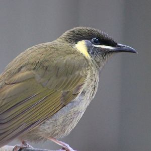 Lewin's Honeyeater (Meliphaga lewinii)