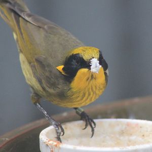 Yellow-tufted Honeyeater (Lichenostomus melanops)