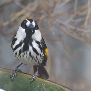 White-cheeked Honeyeater (Phylidonyris niger)