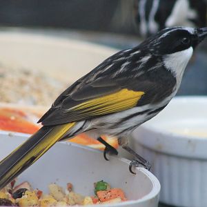 White-cheeked Honeyeater (Phylidonyris niger)