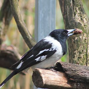 Pied Butcherbird (Cracticus nigrogularis)