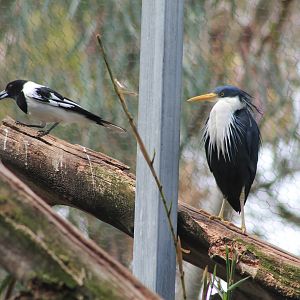 Pied Butcherbird and Pied Heron