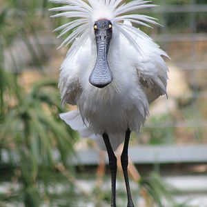 Royal Spoonbill (Platalea regia)