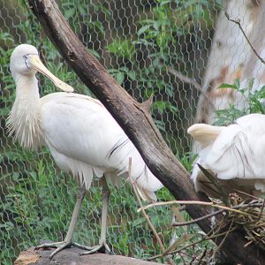 Yellow-billed Spoonbills (Platalea flavipes)