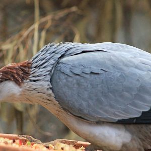 Topknot Pigeon (Lopholaimus antarcticus)