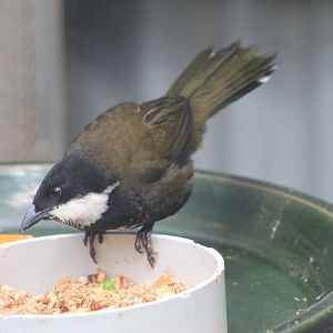 Eastern Whipbird (Psophodes olivaceus)