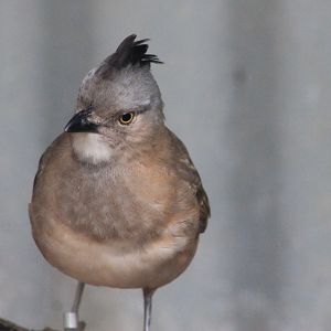 Crested Bellbird (Oreoica gutturalis)