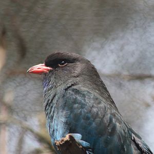 Dollarbird (Eurystomus orientalis)