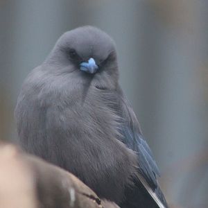 Dusky Woodswallow (Artamus cyanopterus)
