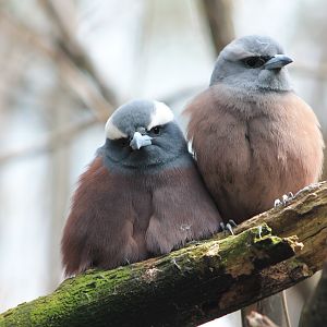 White-browed Woodswallows (Artamus superciliosus)