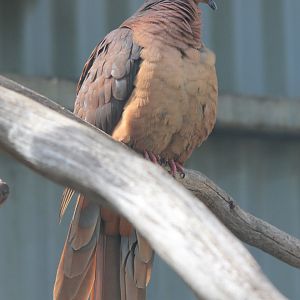 Brown Cuckoo-Dove (Macropygia phasianella)