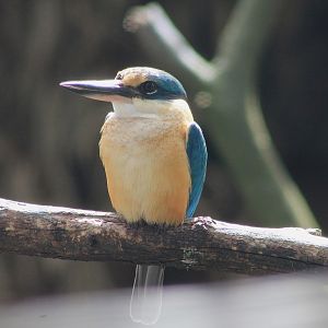 Sacred Kingfisher (Todiramphus sanctus)