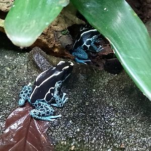 Dyeing poison frog