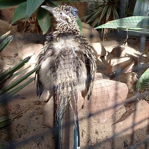 Greater roadrunner