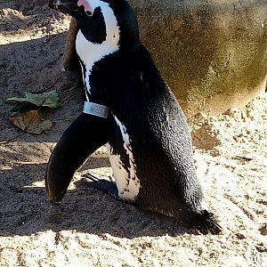 African penguin