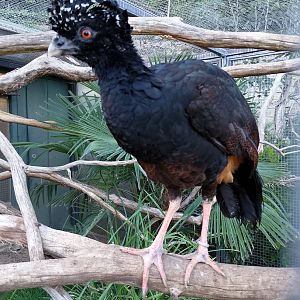 Red-billed curassow