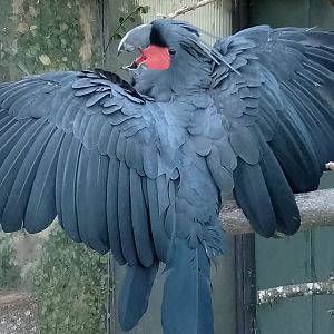 Lesser palm cockatoo