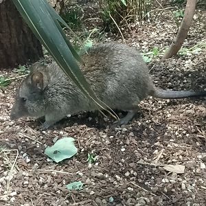 Tasmanian long-nosed potoroo
