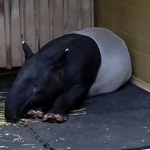 Malaysian tapir