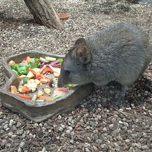 Tasmanian long-nosed potoroo